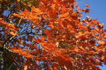 autumn leaves against sky