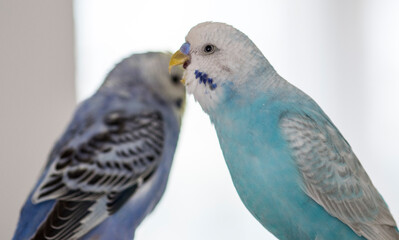 blue and white parrot