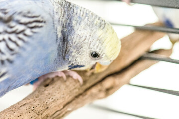Budgie light blue cuddling and nibbling