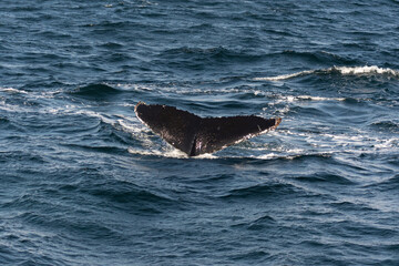 Obraz premium Humpback whale tail 