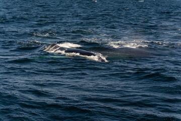 Fototapeta premium Humpback whale at ocean splash