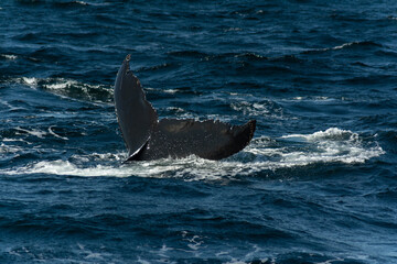 Fototapeta premium Humpback whale tail 