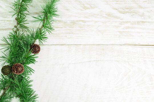Cedrus deodara branch isolated on  background