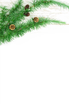 Cedrus deodara branch isolated on  background