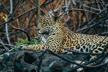 Panthera on the rock
