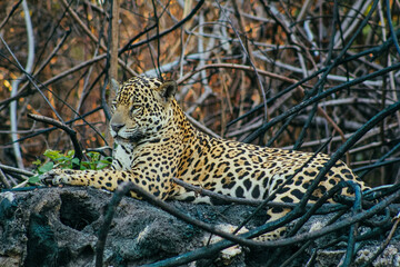 Jaguar in the tree