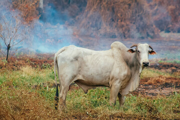 cow in the fire field