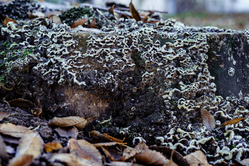 Mushrooms sprout as moss on an old tree. A decaying tree is overgrown with moss and fungus.