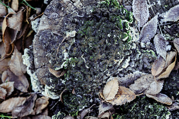 Mushrooms sprout as moss on an old tree. A decaying tree is overgrown with moss and fungus.
