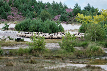 A herd of Schoonebeker Sheep with heather in background and a border collie dog on the Brunssummerheide, the Netherlands. August 2021