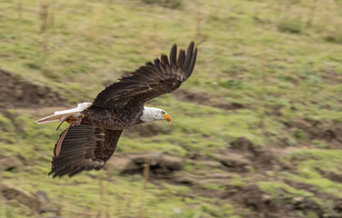 Seeadler im Flug