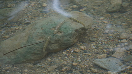 fish in a water area downstairs of the waterfall Salto El Limon in the province of the Samana Peninsula in the Dominican Republic in the month of January 2022