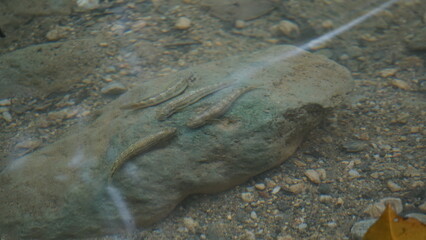 fish in a water area downstairs of the waterfall Salto El Limon in the province of the Samana Peninsula in the Dominican Republic in the month of January 2022