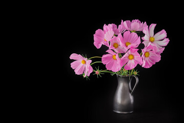 light pink Cosmos flowers isolated on black background.