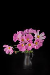 light pink Cosmos flowers isolated on black background.