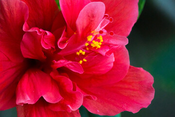 Naklejka premium Beautiful Tropical Hawaiian Flower