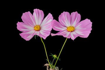 light pink Cosmos flowers isolated on black background.