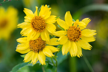 Beautiful Tropical Hawaiian Flower
