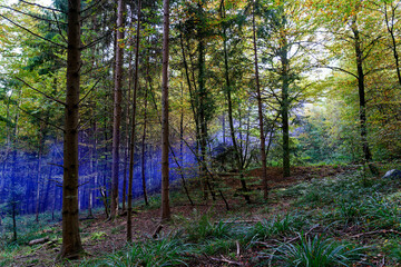 Obraz premium Beautiful scenic view of autumn forest with sunbeams and blue smoke on a sunny day. Photo taken October 11th, 2022, Zurich, Switzerland.