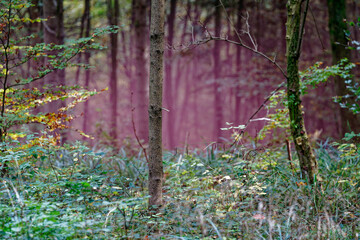 Beautiful scenic view of autumn forest with sunbeams and red smoke on a sunny day. Photo taken October 11th, 2022, Zurich, Switzerland.                      