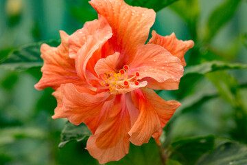 Beautiful Tropical Hawaiian Flower