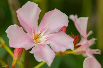Fototapeta na wymiar Beautiful Tropical Hawaiian Flower