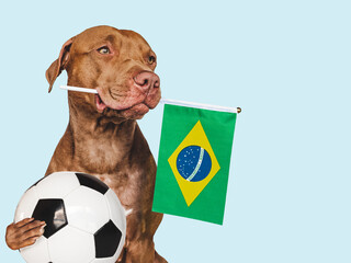 Charming, adorable puppy, holding national flag of Brazil and soccer ball. Preparations for the...