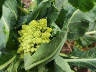 Romanesco cabbage. Brassica oleracea Botrytis Group 'Romanesco'. Brassica cretica. Roman cabbage