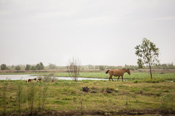 caballos en el campo