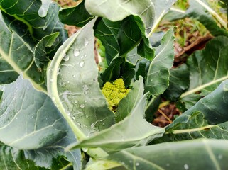 Romanesco cabbage. Brassica oleracea Botrytis Group 'Romanesco'. Brassica cretica. Roman cabbage