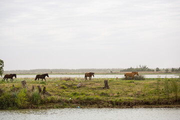 caballos en el campo