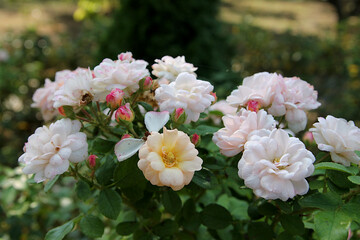 Roses in the autumn garden. Pink roses natural background, close up