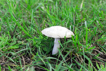 picking mushrooms, picking champignons, mushroom in the grass