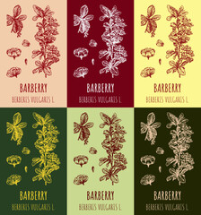 Set of vector drawings of Berberis in different colors. Hand drawn illustration. Latin name Berberis vulgaris L.