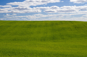 Obraz premium Empty Field of Green Grass with Blue Sky and Puffy white Clouds