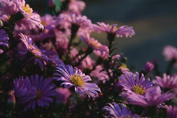 Aster chamomile flower.
Purple flower in the garden on a natural background