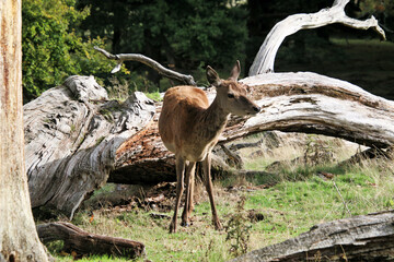 A view of a Red Deer in the Cheshire Countryside