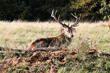 A view of a Red Deer in the Cheshire Countryside