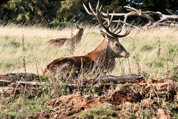 A view of a Red Deer in the Cheshire Countryside