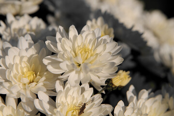White asters in the garden, close-up background image. White flowers natural background
