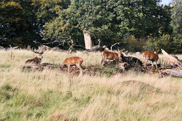 A view of a Red Deer in the Cheshire Countryside
