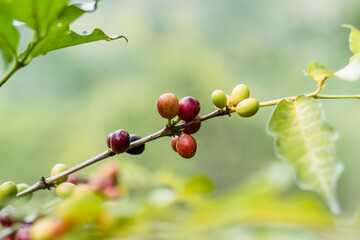 Coffee plant on green background. Agriculture.