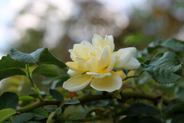 Obraz premium Yellow rose in the autumn garden. natural background