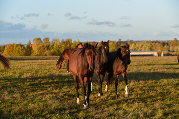 beautiful brown horses graze on the edge of a meadow in an outdoor park in the evening sunset in autumn.