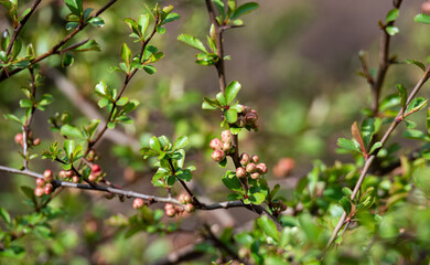 Japanese quince buds. The twigs of the bush with flower buds in close-up. Decorative shrub in the spring before flowering.