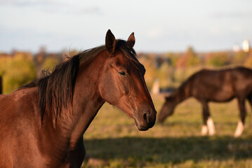 Fototapeta premium beautiful brown horses graze on the edge of a meadow in an outdoor park in the evening sunset in autumn.