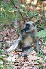 Gray langur, monkey sitting in the forest, India, Madhya Pradesh
