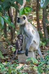Gray langurs, mother with a baby monkey, India, Madhya Pradesh 
