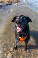Shiny black labrador rescued dog Panda smiles wearing bright orange safety water vest splashing in shallow waves Lake Mead Boulder Beach