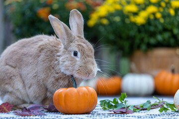 Rufus Rabbit poses next to pumpkins and mums for a classic fall scene